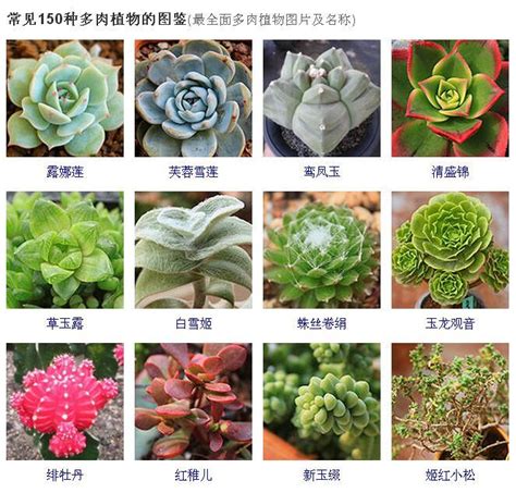 品種大全多肉植物名稱|多肉品種鑒定指南：認識 42 種人氣多肉植物，養護秘訣一次掌。